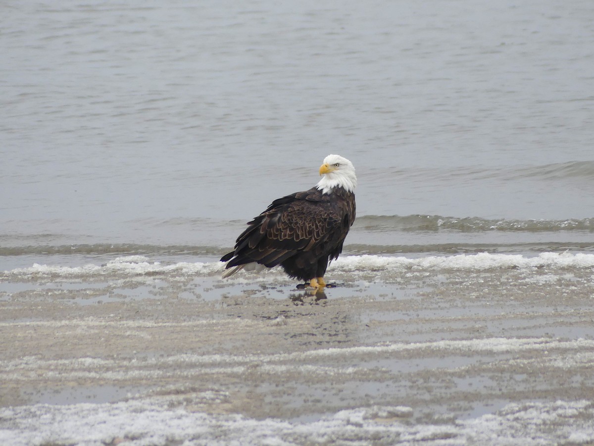 Bald Eagle - ML646471148