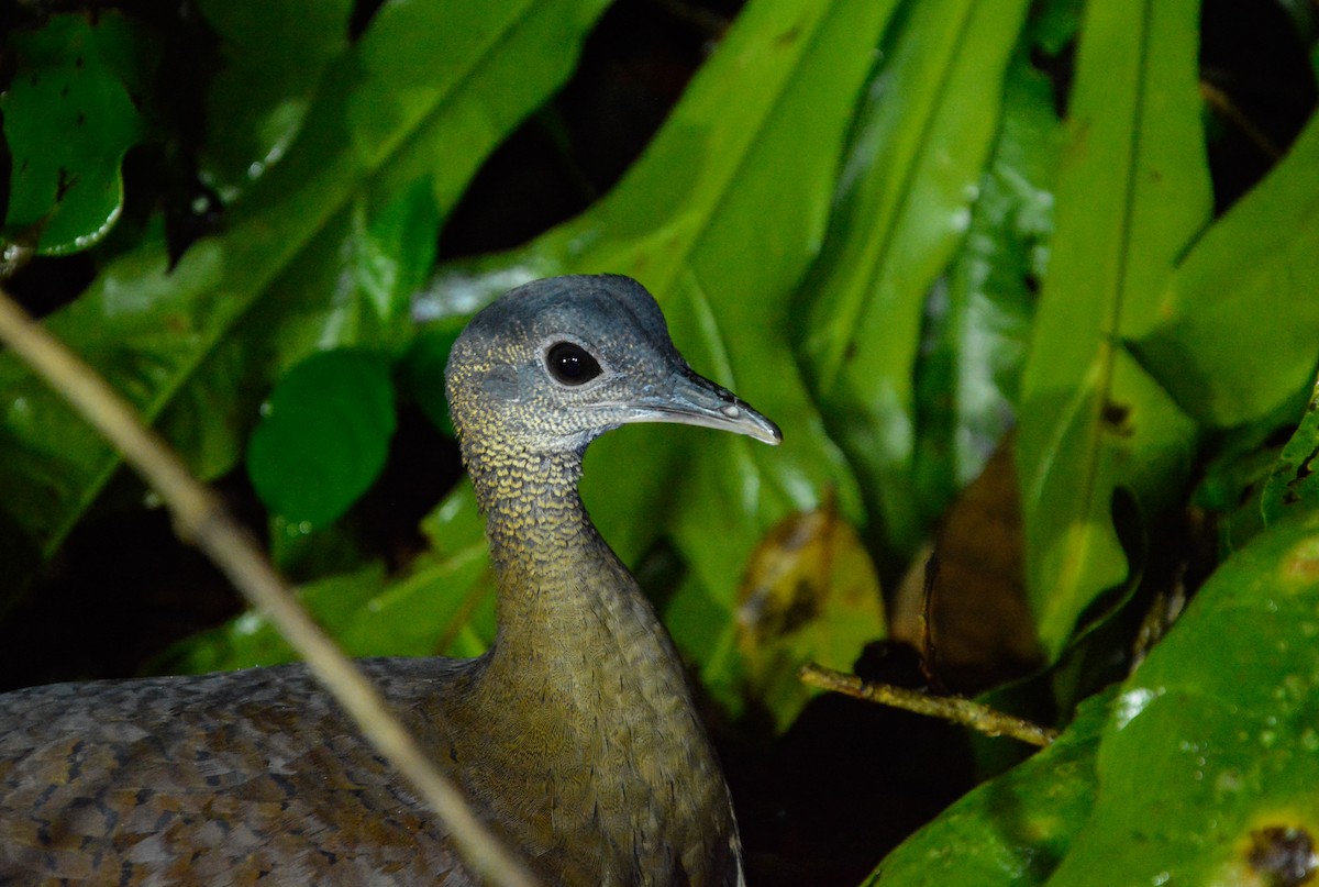 Great Tinamou - ML646471149
