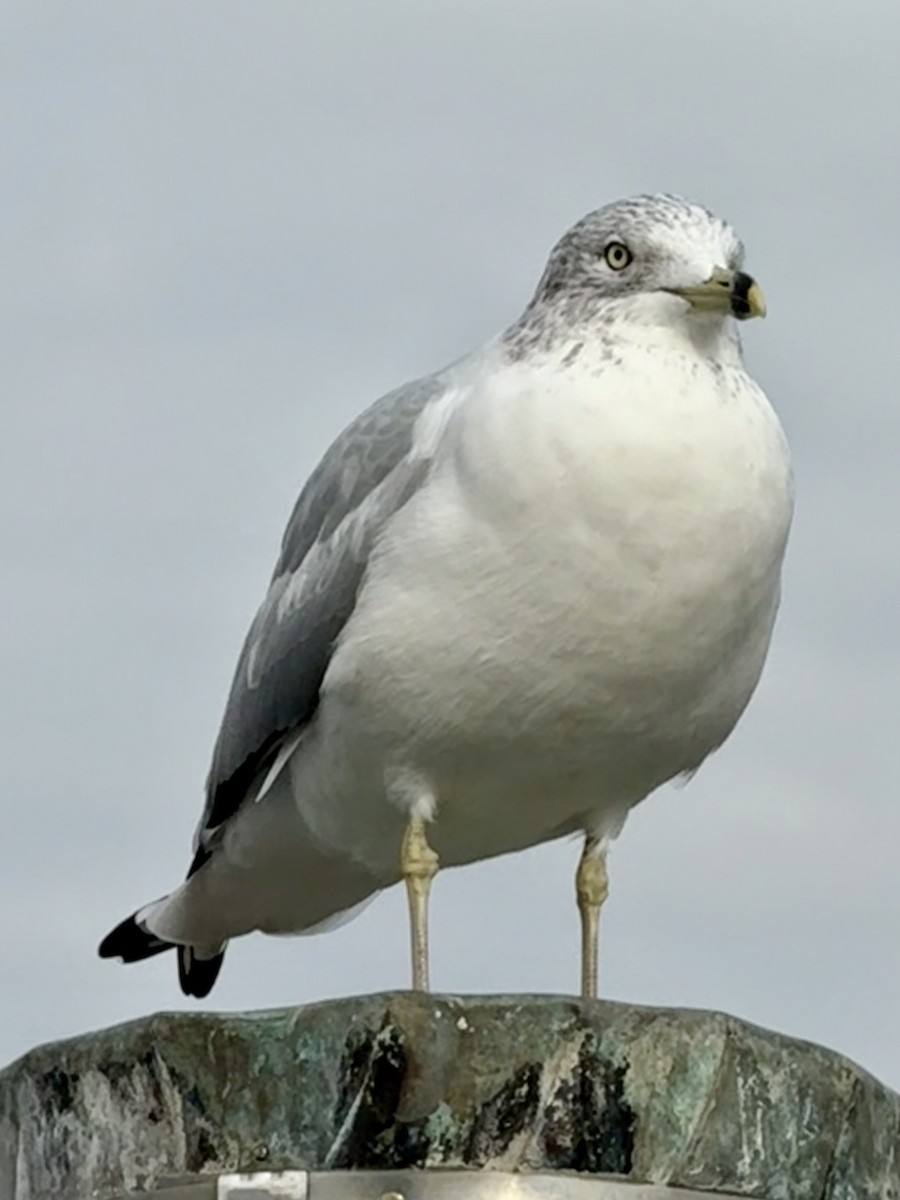 Ring-billed Gull - ML646471151