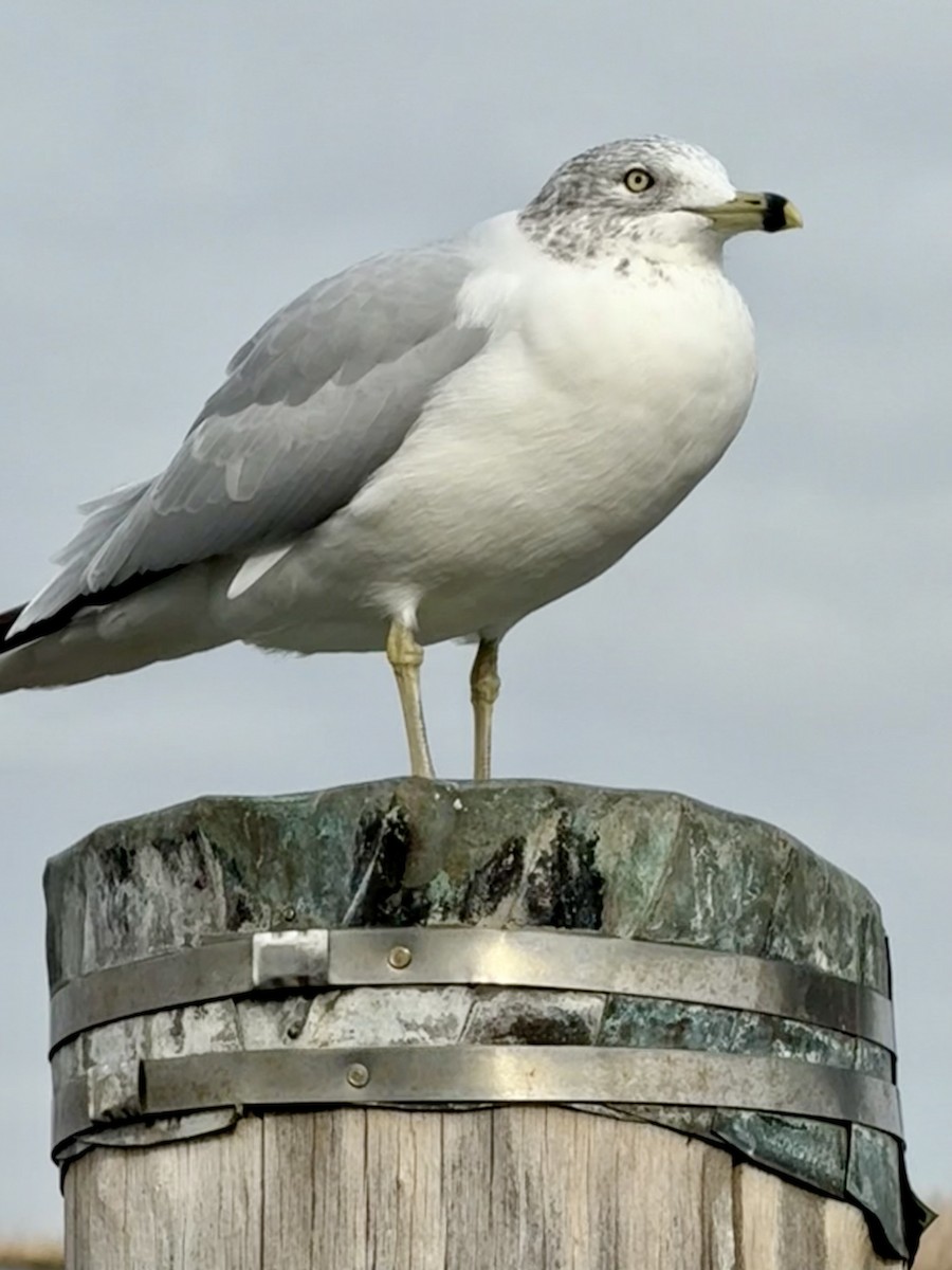 Ring-billed Gull - ML646471152