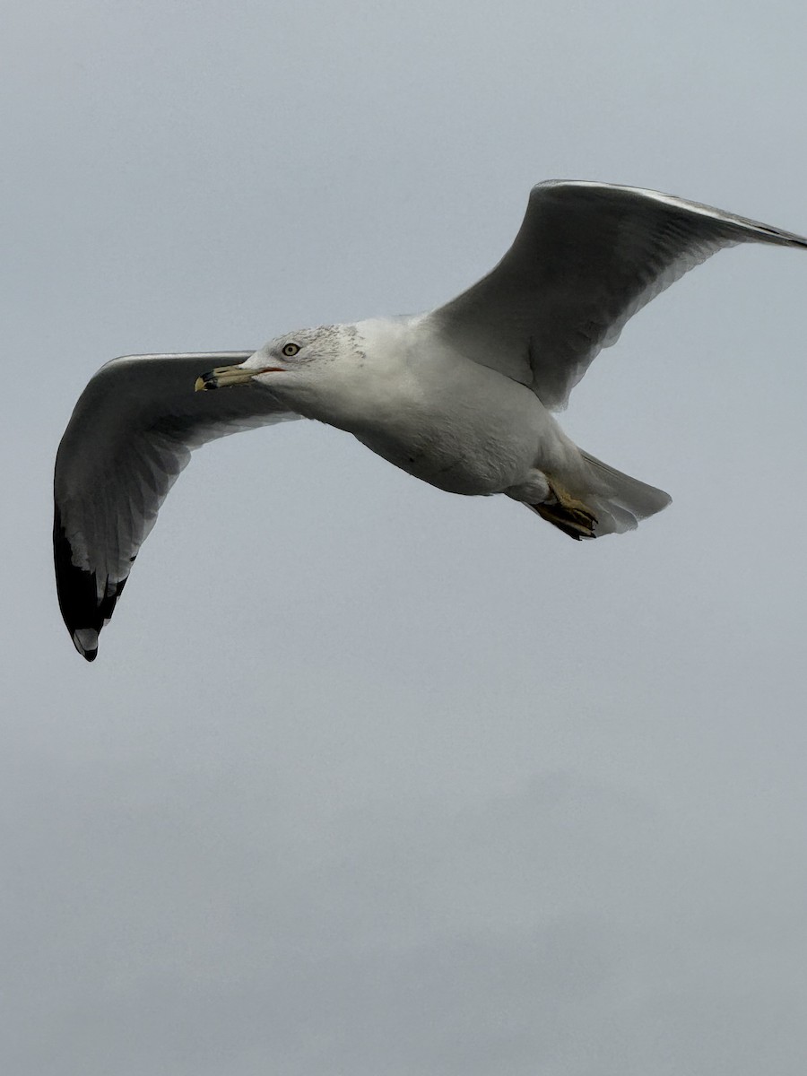 Ring-billed Gull - ML646471153
