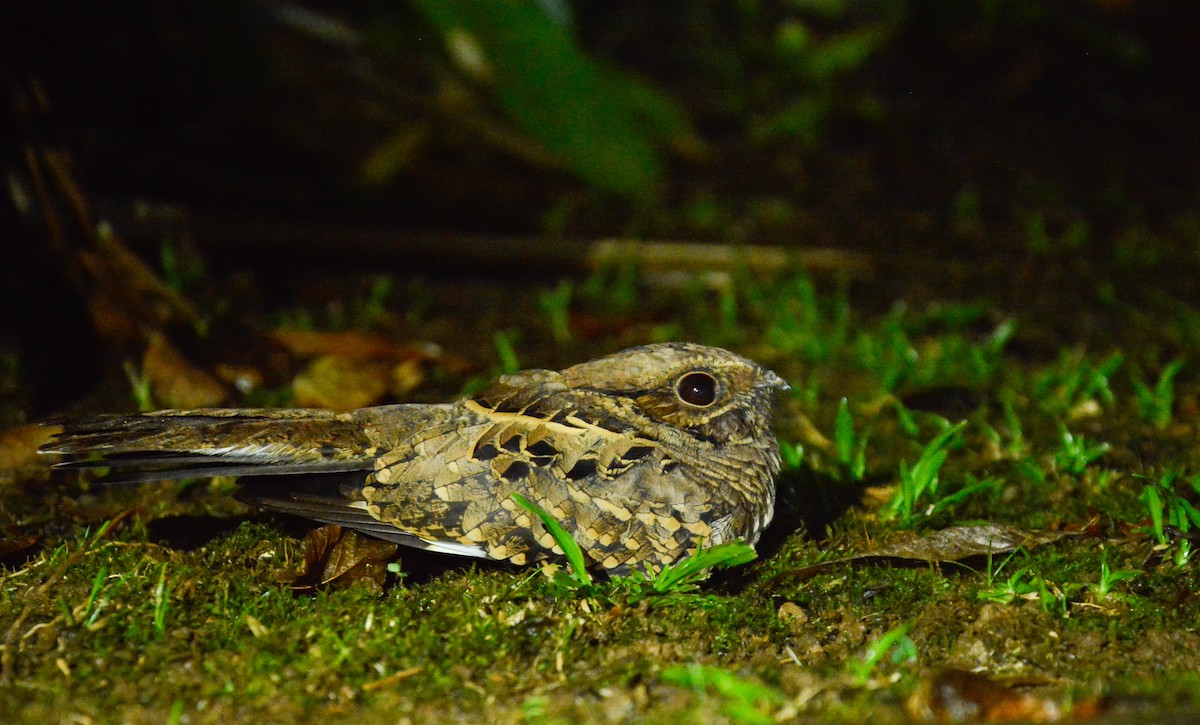 Common Pauraque - ML646471154