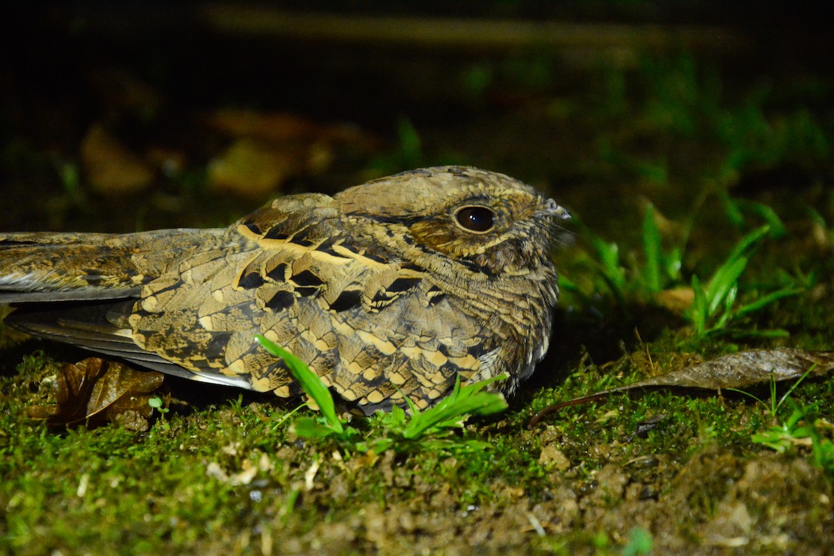 Common Pauraque - ML646471155