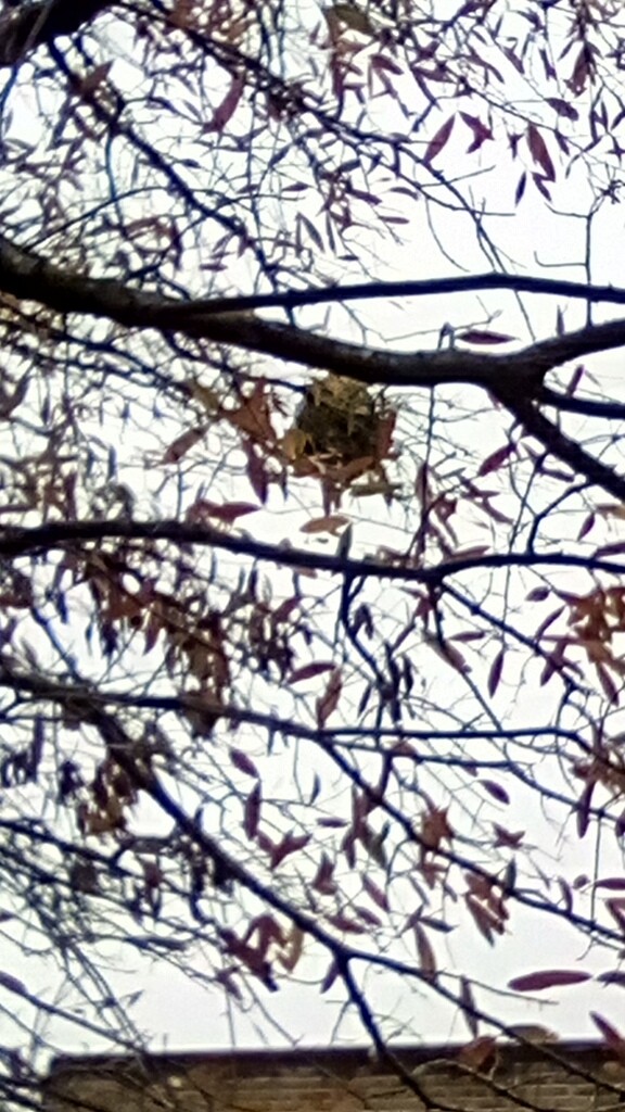 Hornets - ML646471157