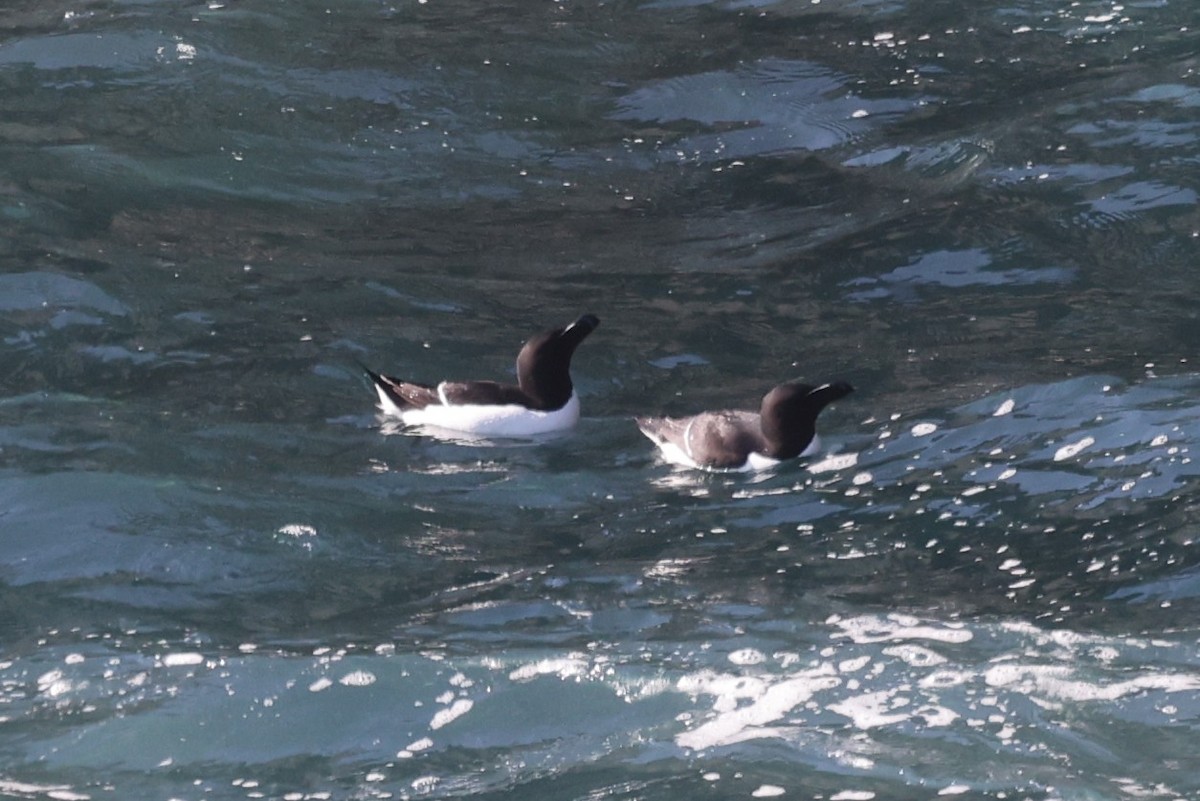Razorbill - ML646471164
