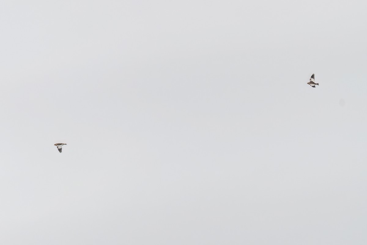 Snow Bunting - ML646471169