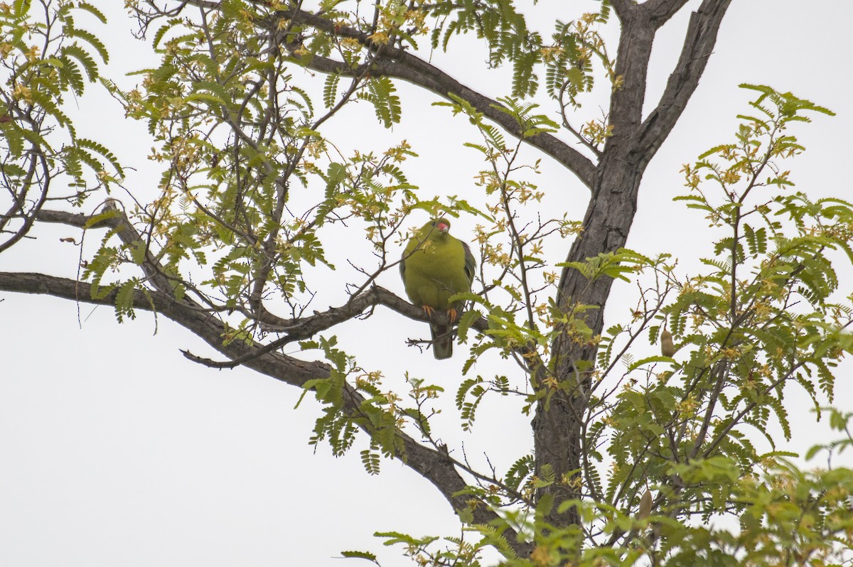 African Green-Pigeon - ML646471170