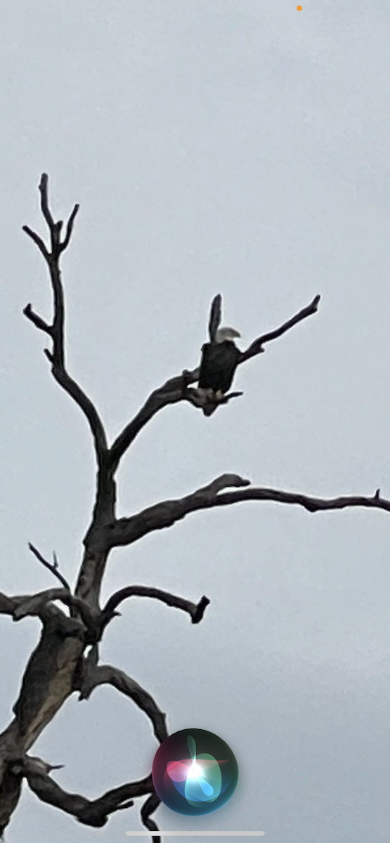 ハクトウワシ - ML646471171