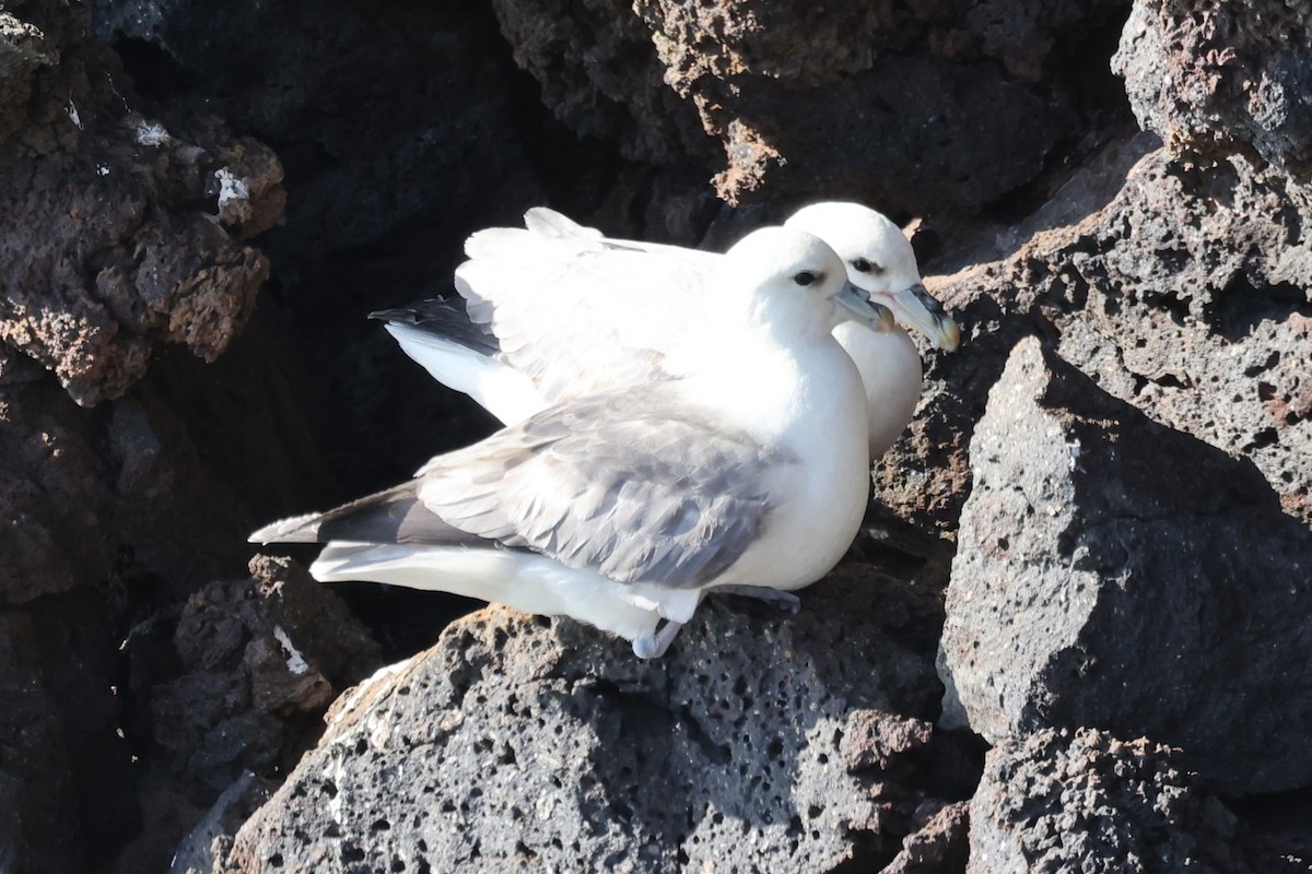 Northern Fulmar - ML646471172