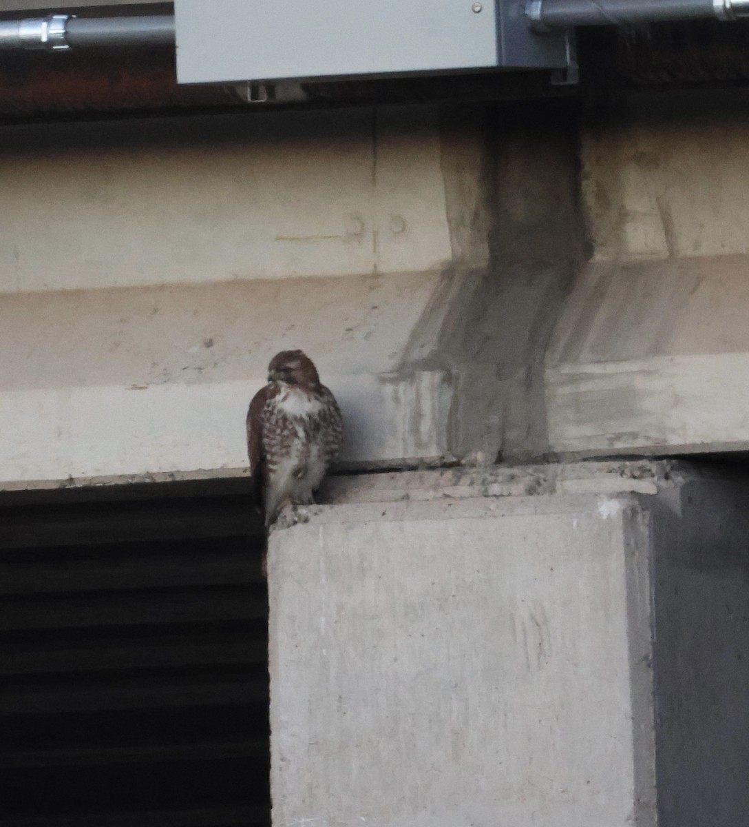 Busardo Colirrojo - ML646471173