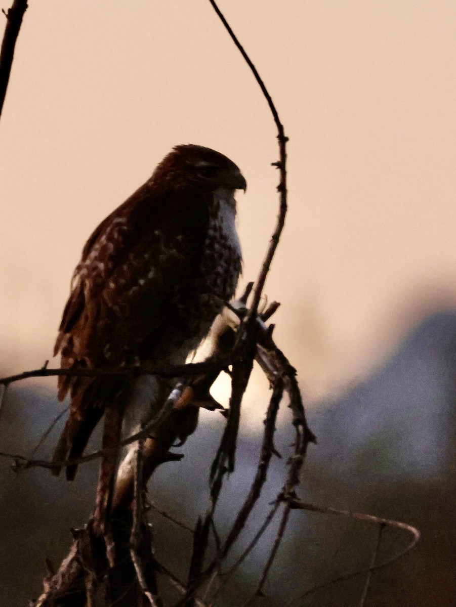 Busardo Colirrojo - ML646471174