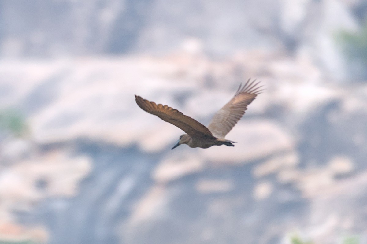 Hamerkop - ML646471177