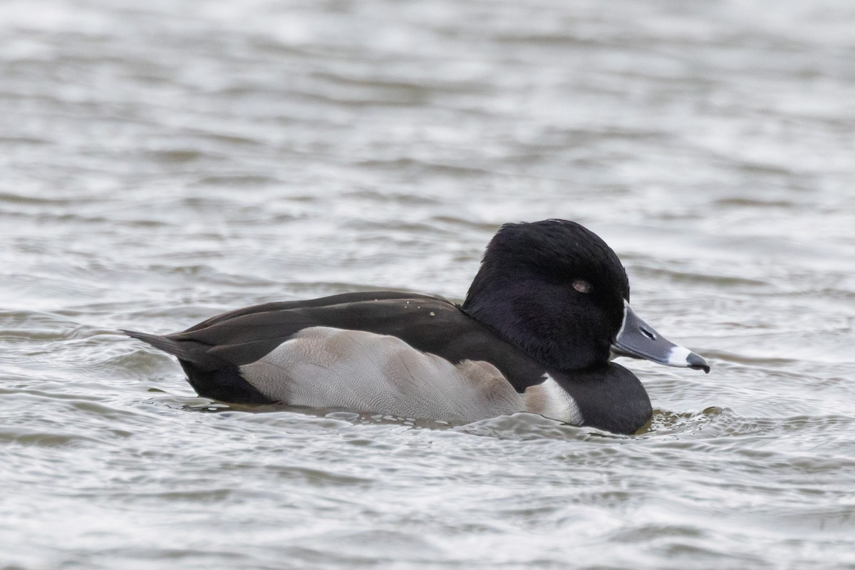 polák proužkozobý - ML646471178