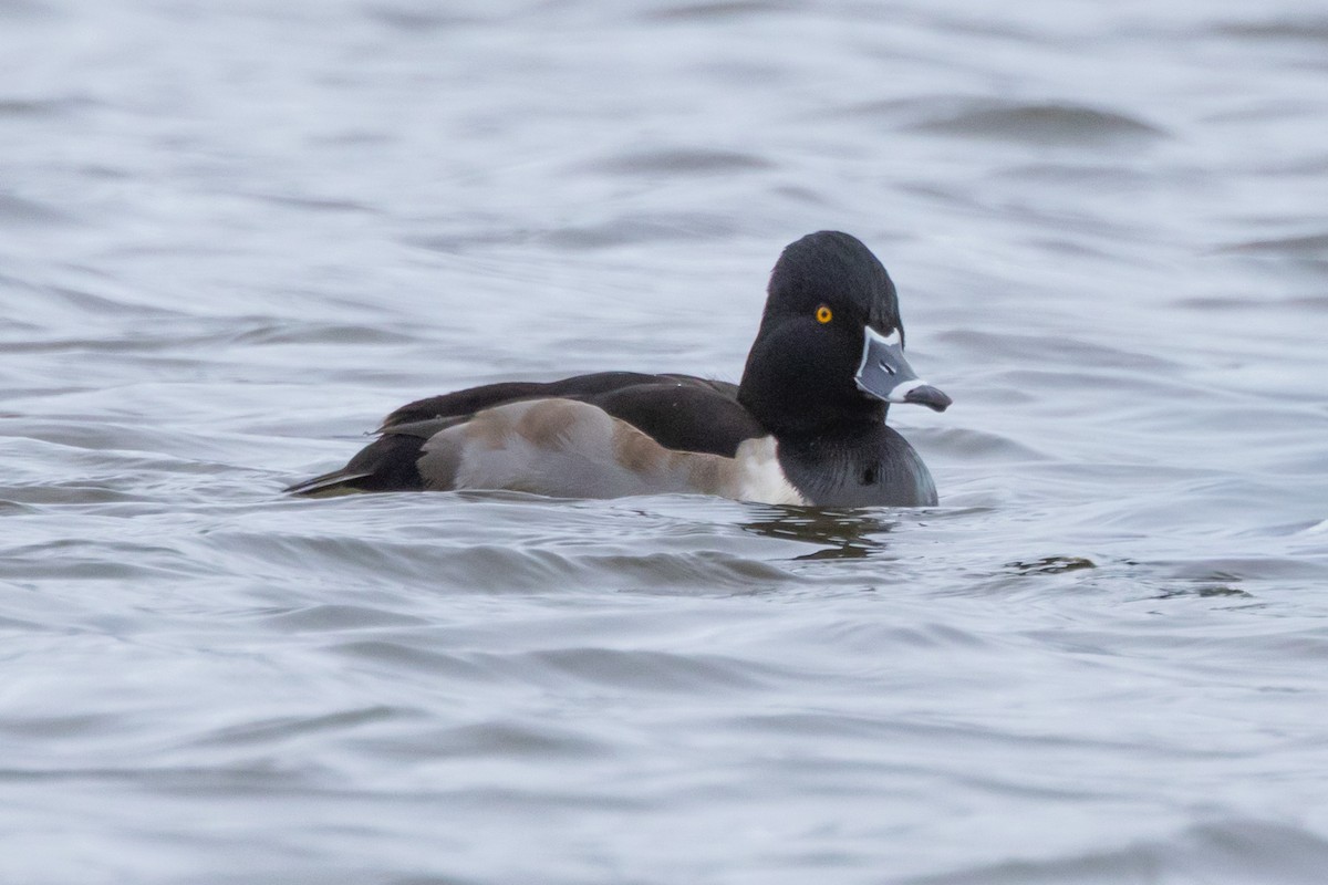 polák proužkozobý - ML646471179