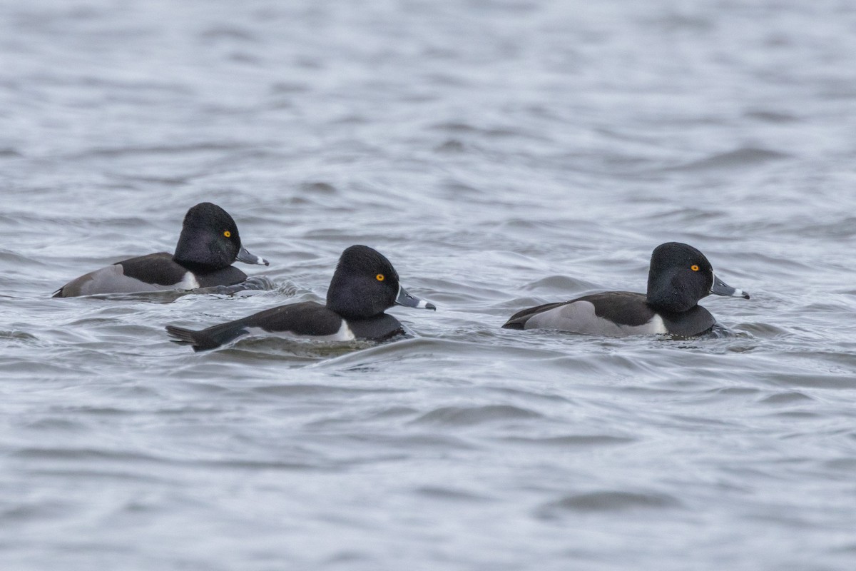 polák proužkozobý - ML646471180