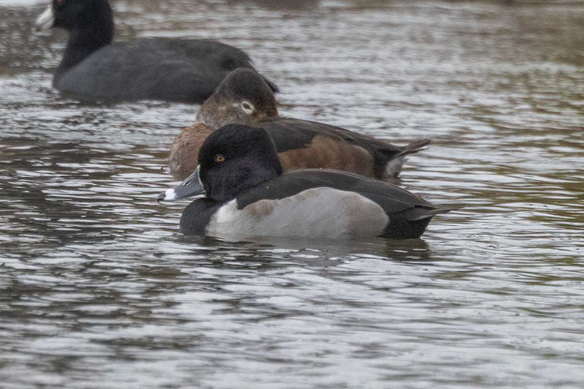 polák proužkozobý - ML646471181