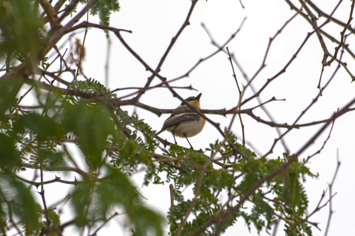 Pririt Batis - ML646471192