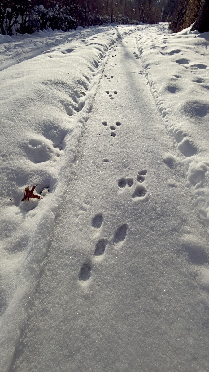 בעלי חיים - ML646471198