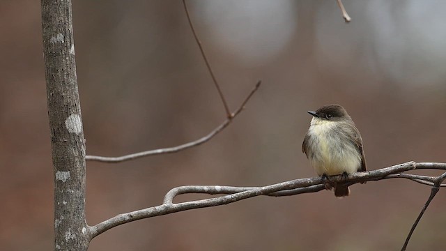 Eastern Phoebe - ML646471199