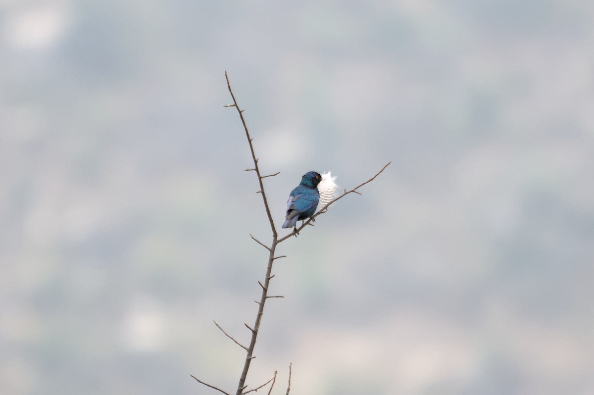 Cape Starling - ML646471200