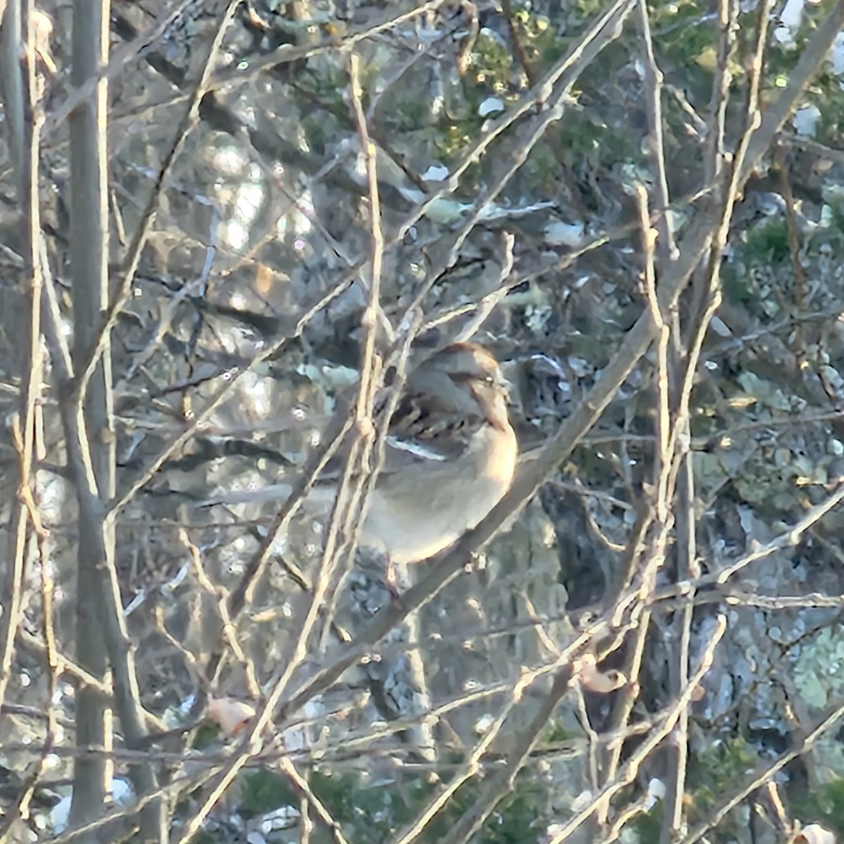 American Tree Sparrow - ML646471201