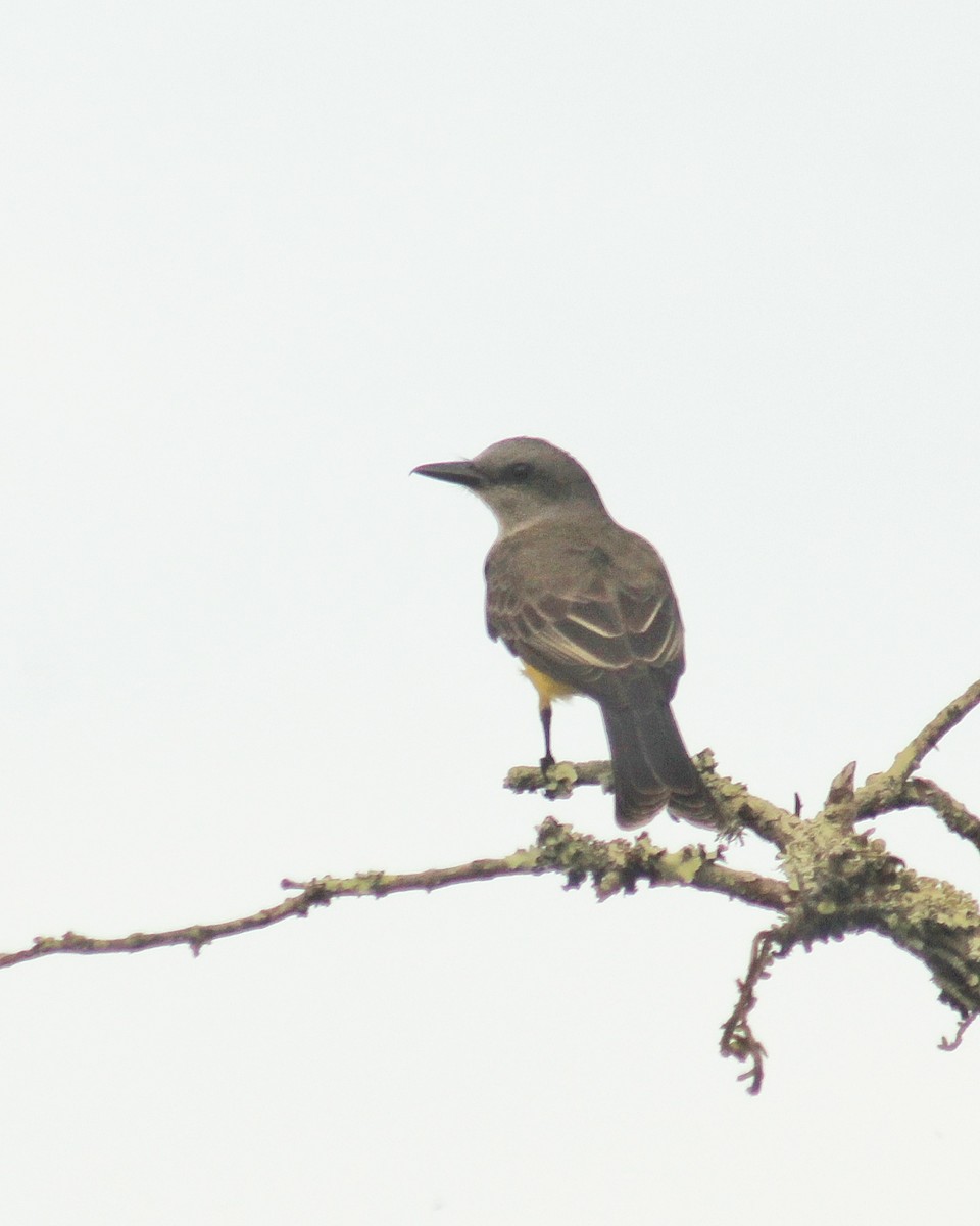 Tyran mélancolique (melancholicus/despotes) - ML646471204