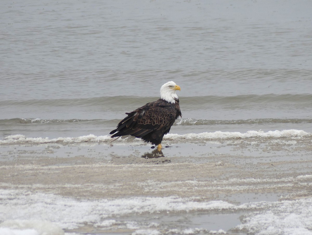 Bald Eagle - ML646471207