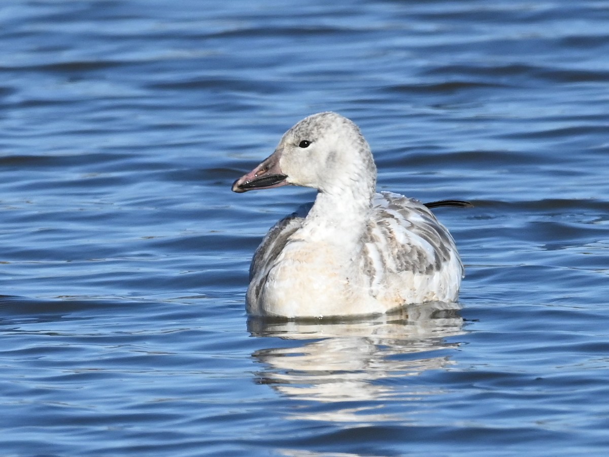 husa sněžní - ML646471208