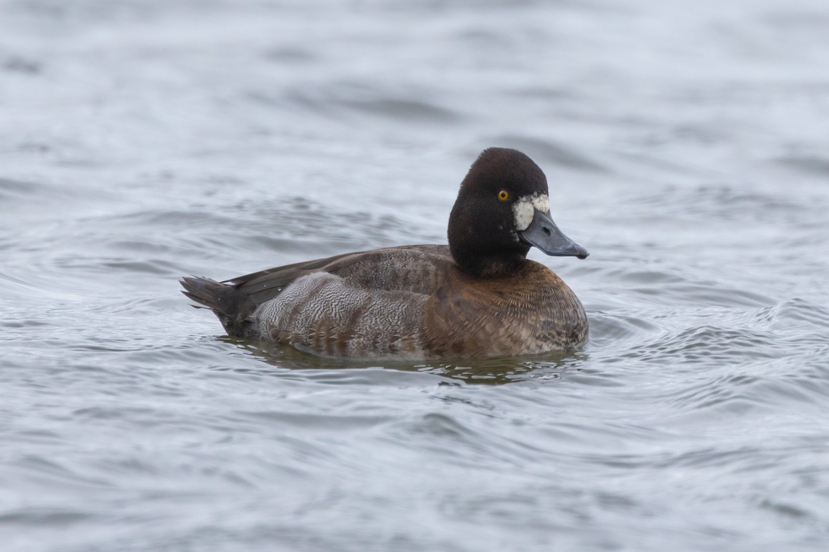 polák vlnkovaný - ML646471210