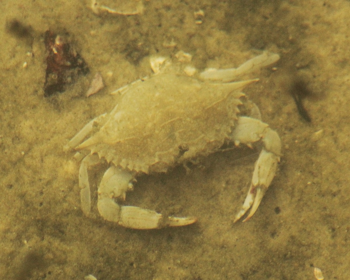 Blue Crabs - ML646471211