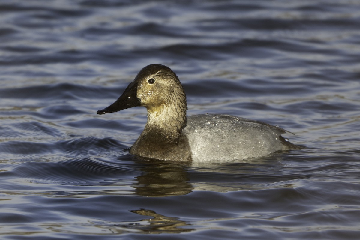 polák dlouhozobý - ML646471212