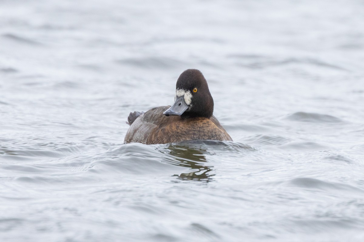 polák vlnkovaný - ML646471213