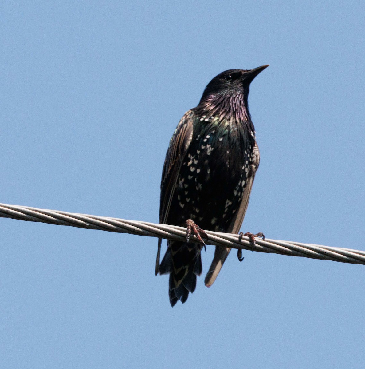 European Starling - ML646471214