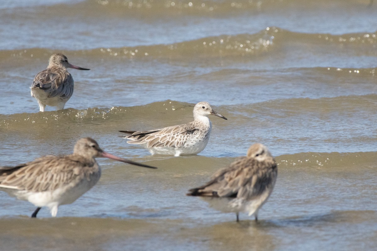 jespák velký - ML646471215