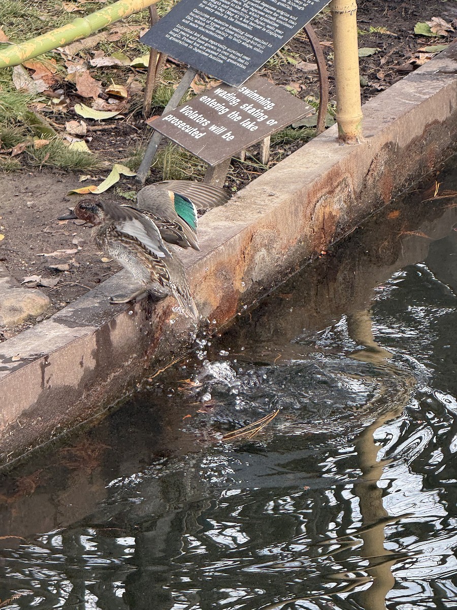 Green-winged Teal - ML646471216