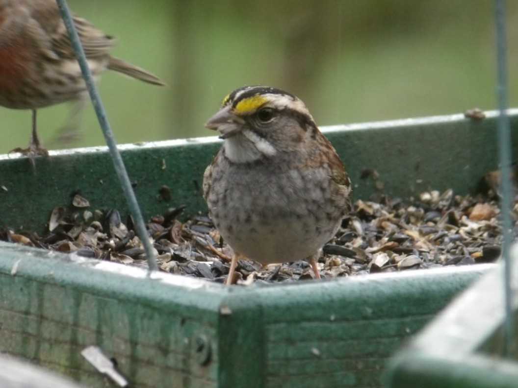 White-throated Sparrow - ML646471219