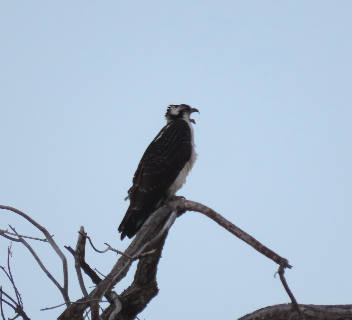 Osprey - ML646471220