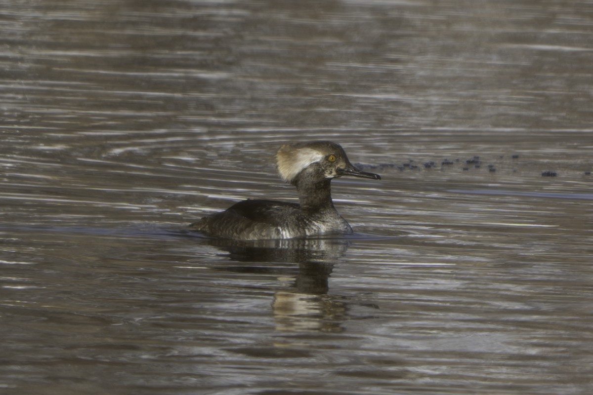 morčák chocholatý - ML646471221