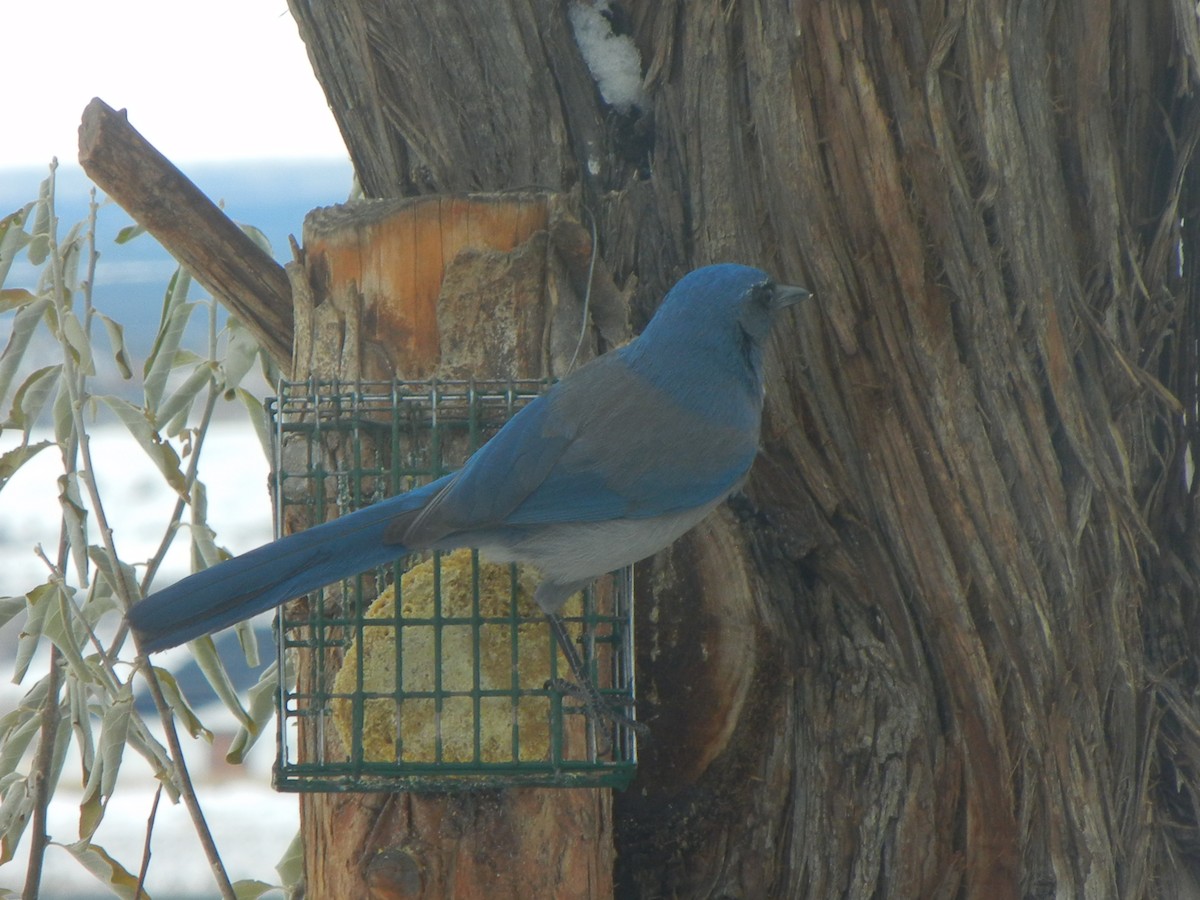 sojka vnitrozemská - ML646471222