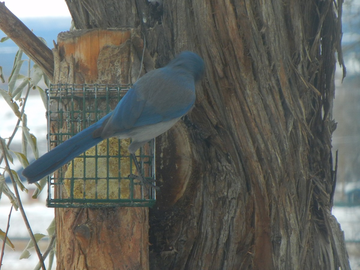 sojka vnitrozemská - ML646471224