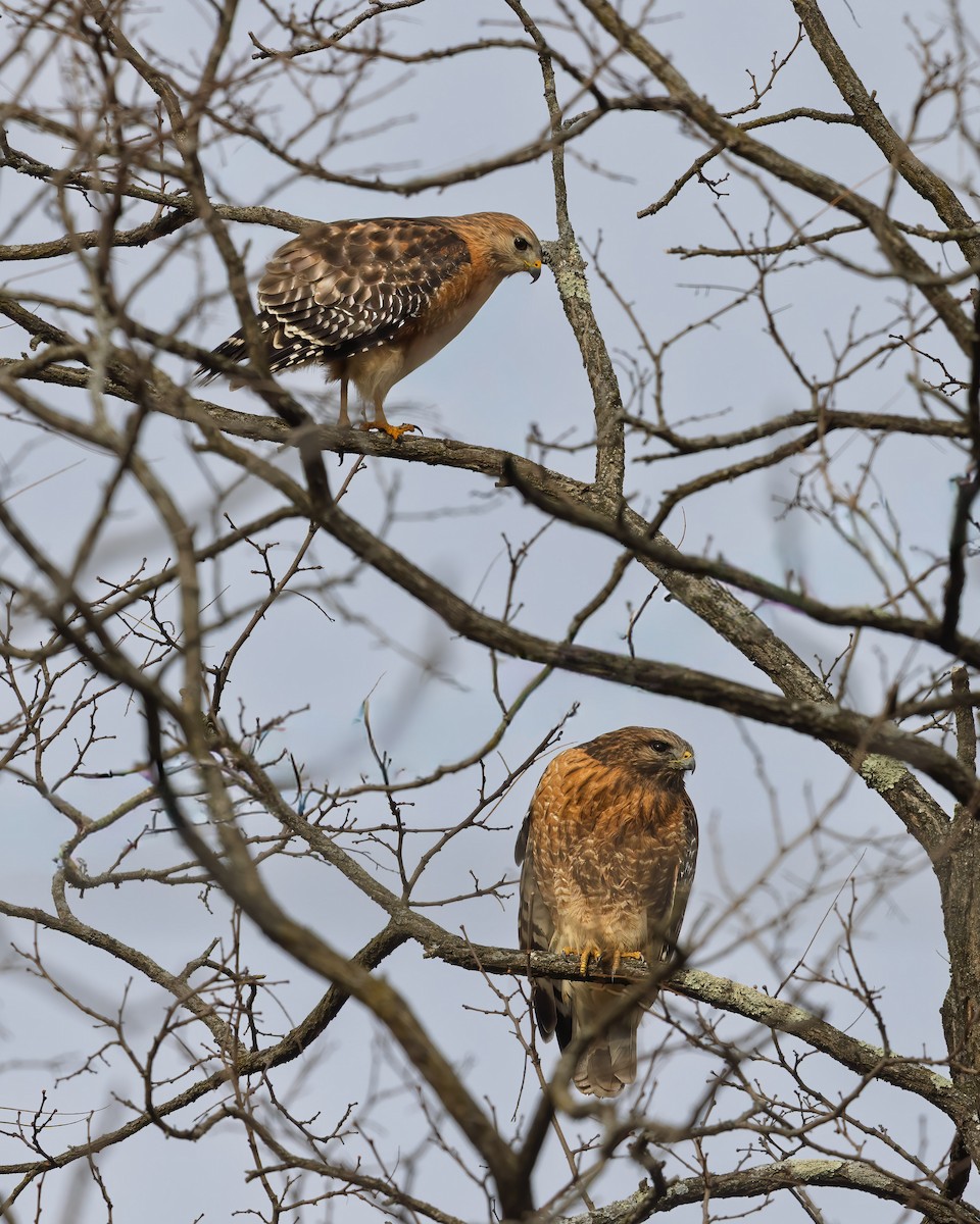 Red-shouldered Hawk - ML646471225