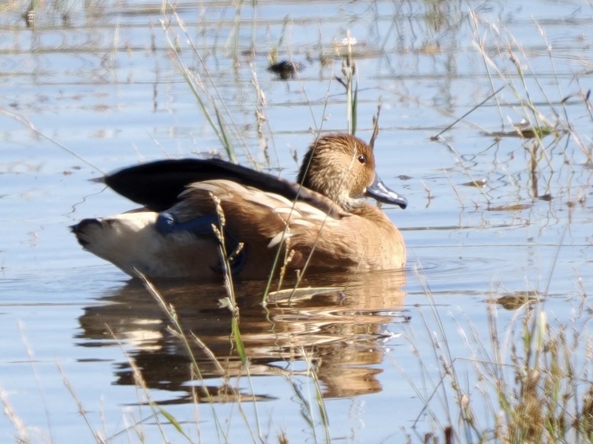 Fulvous Whistling-Duck - ML646471227