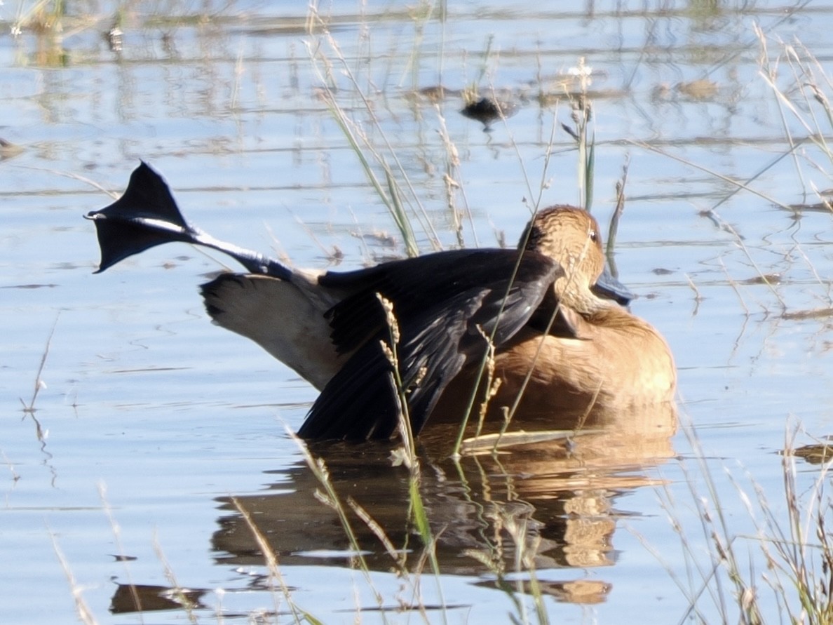 Fulvous Whistling-Duck - ML646471228