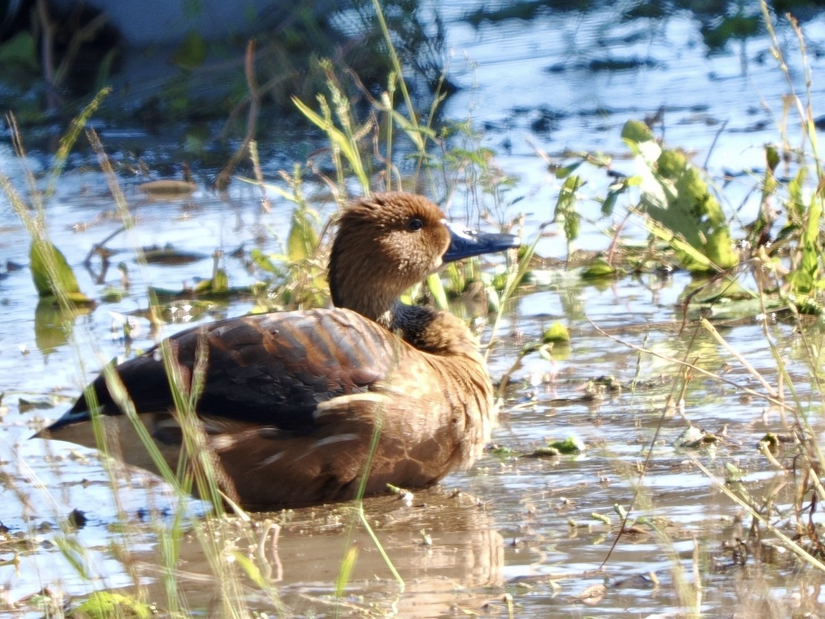 Fulvous Whistling-Duck - ML646471229