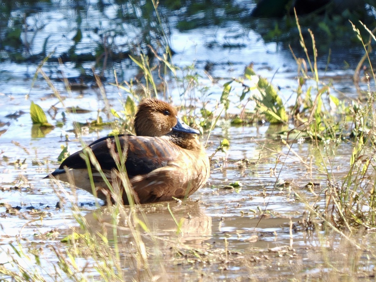 Fulvous Whistling-Duck - ML646471230