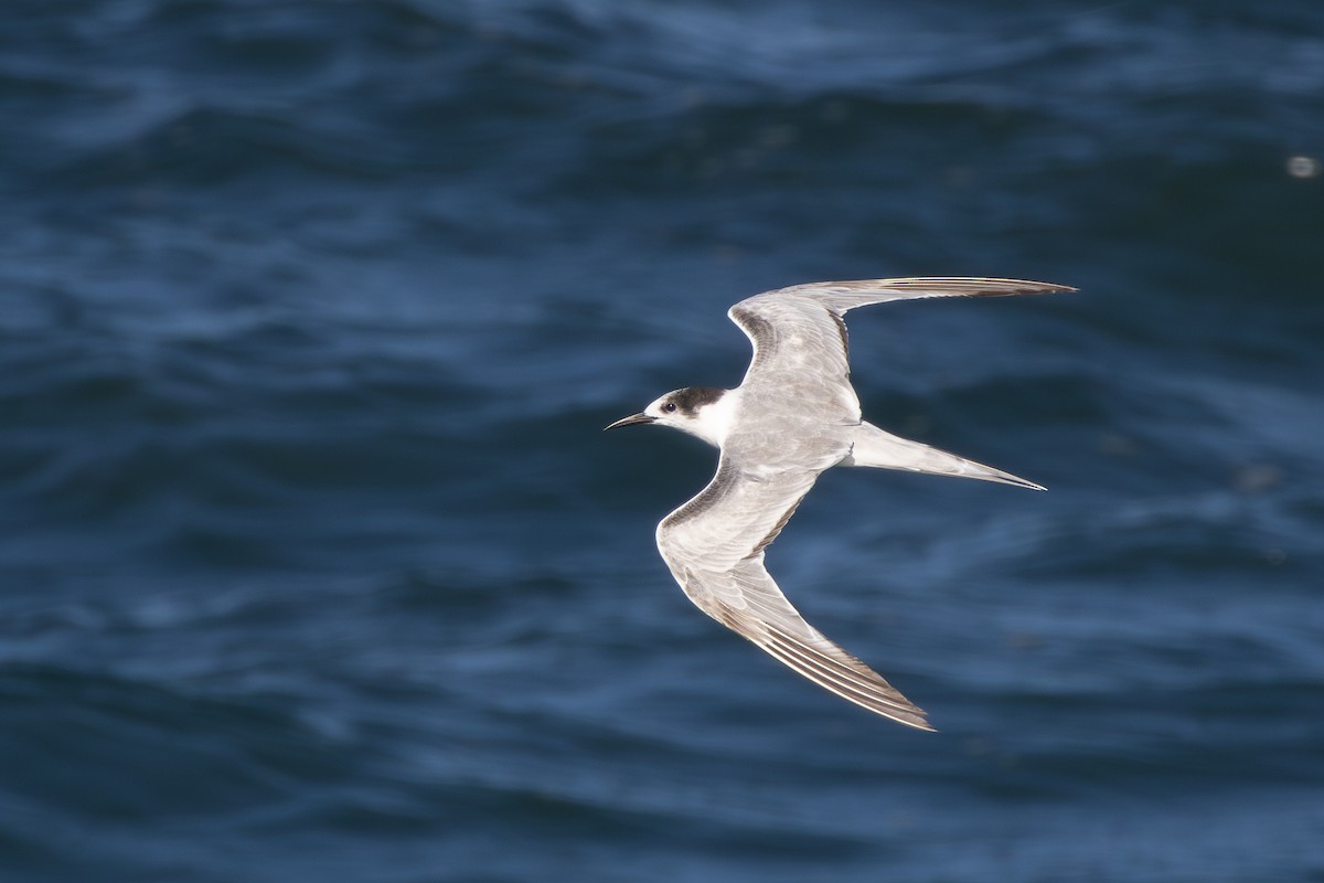 燕鷗 - ML646471233