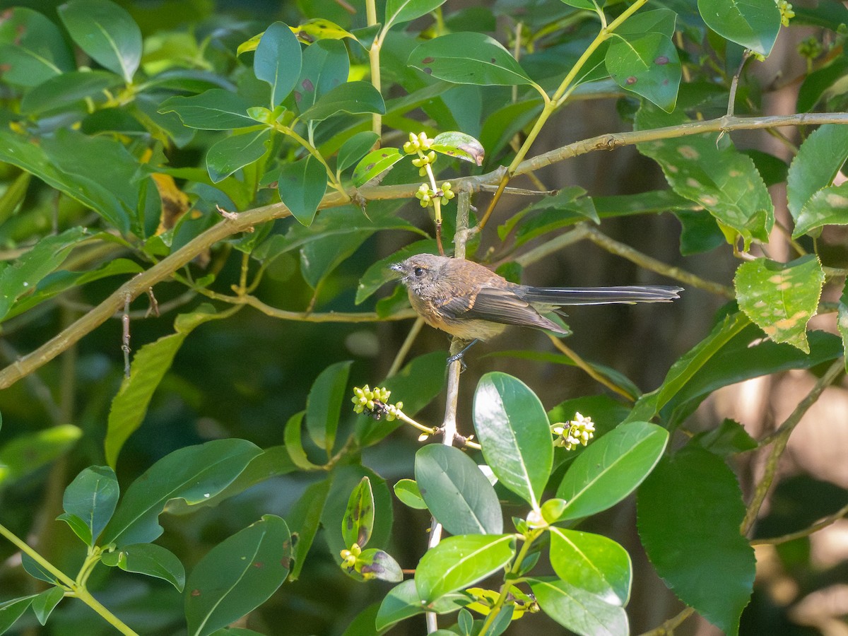 ニュージーランドオウギビタキ - ML646471234