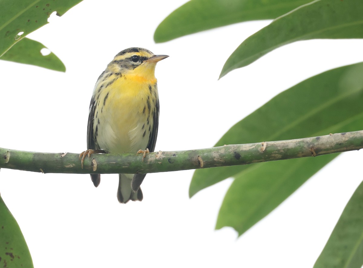 Paruline à gorge orangée - ML646471236