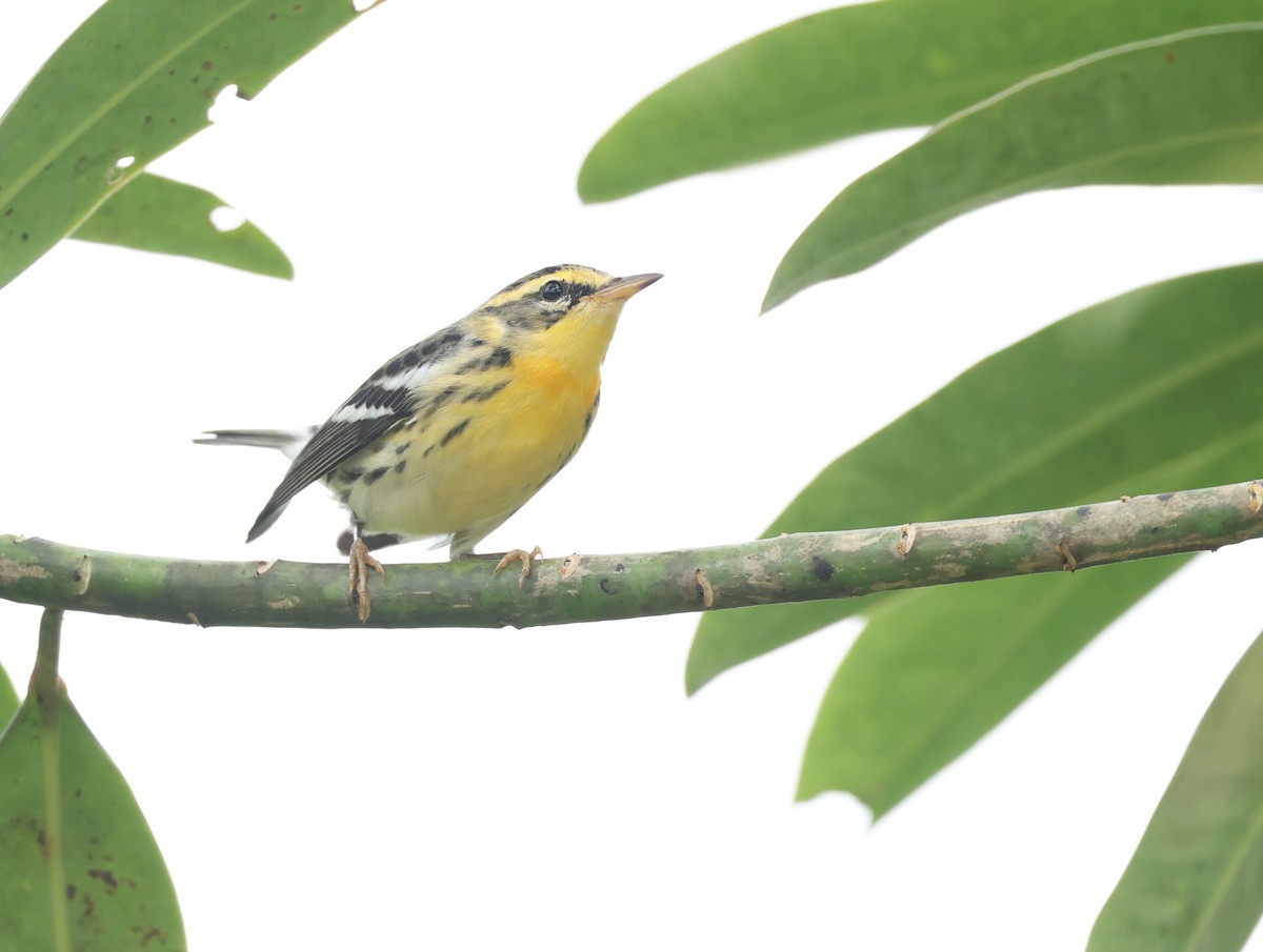 Paruline à gorge orangée - ML646471237