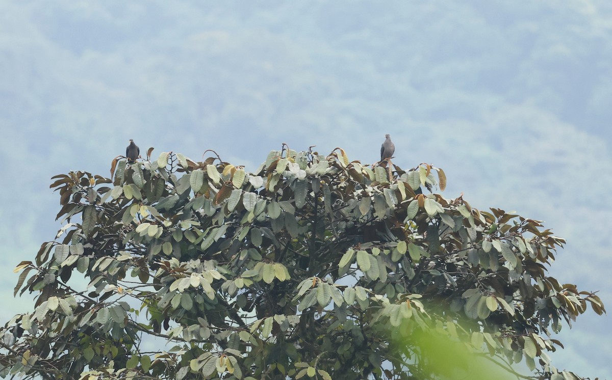 Pigeon à queue barrée - ML646471241